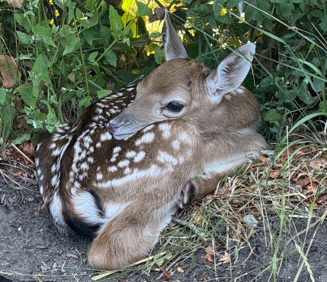 Baby deer on site